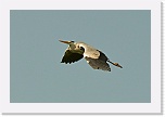 5 harmaahaikara Ardea cinerea_1014 * 900 x 600 * (214KB)